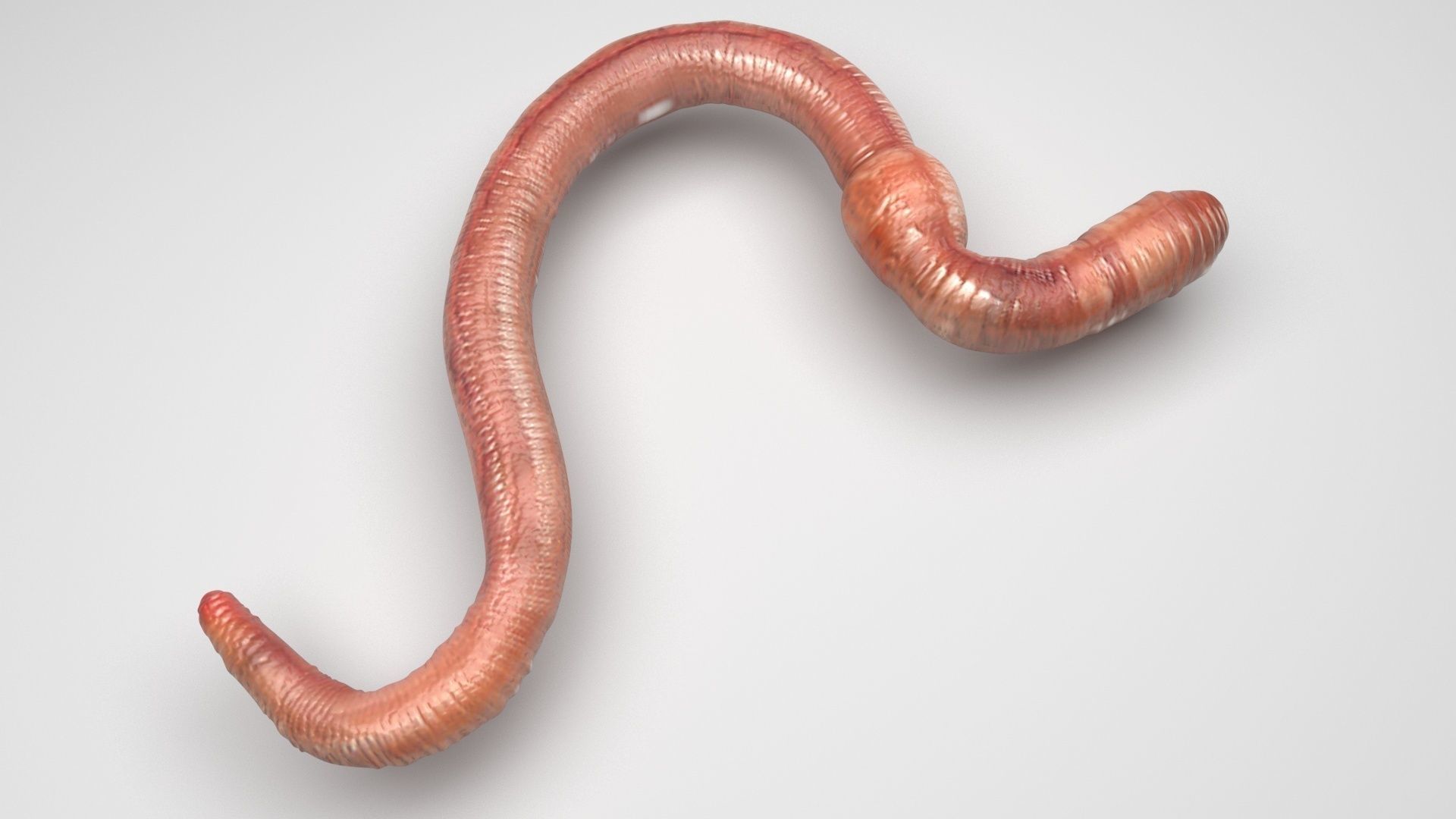Earthworm 3D model_4