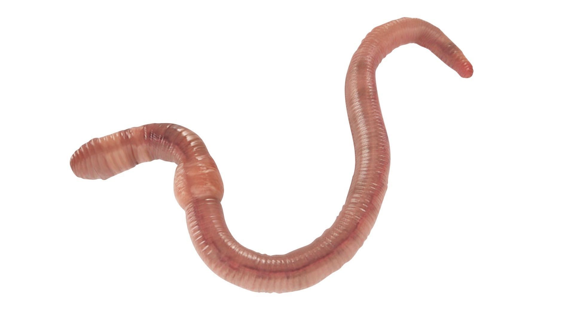 Earthworm 3D model_9