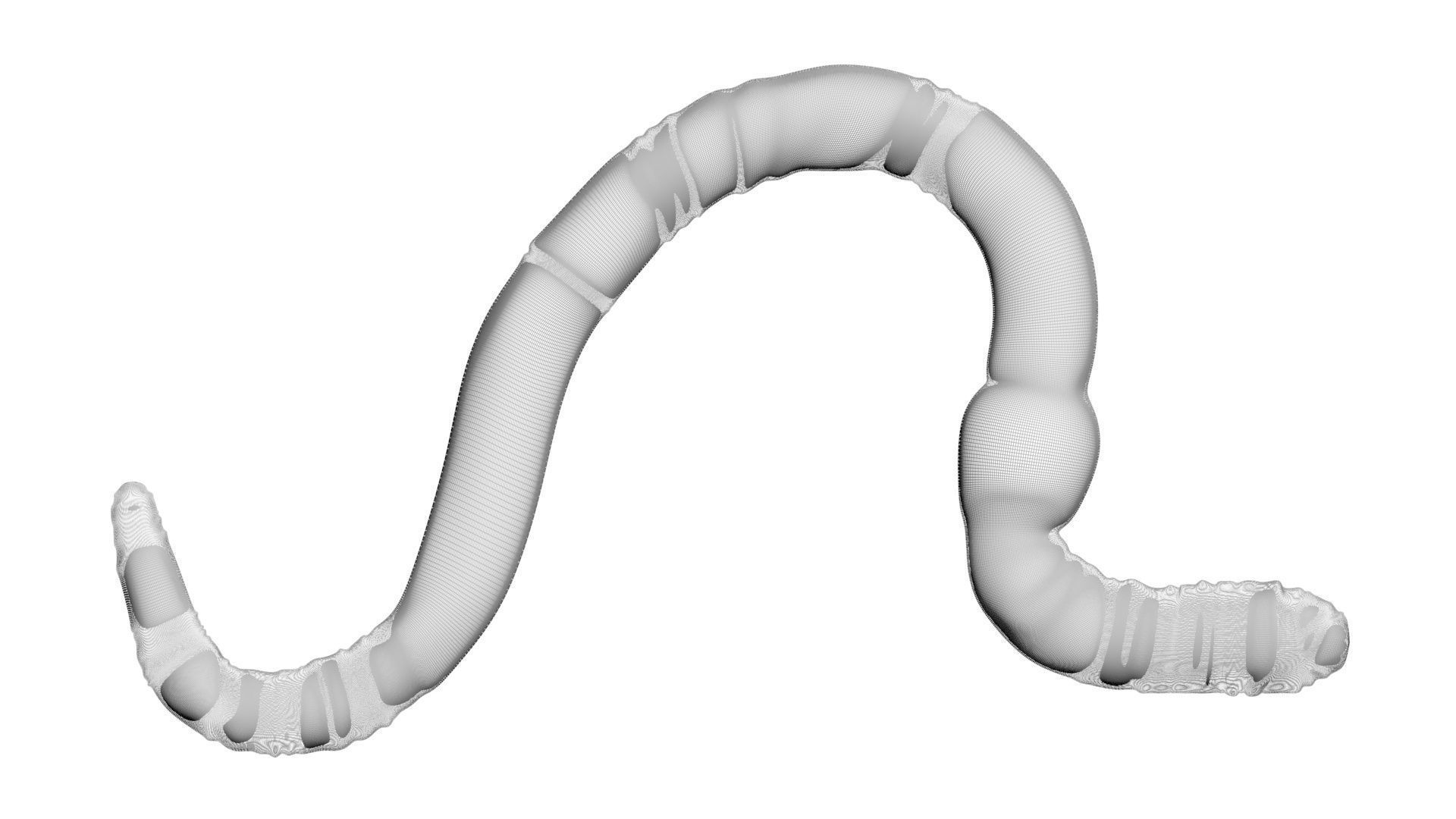 Earthworm 3D model_18