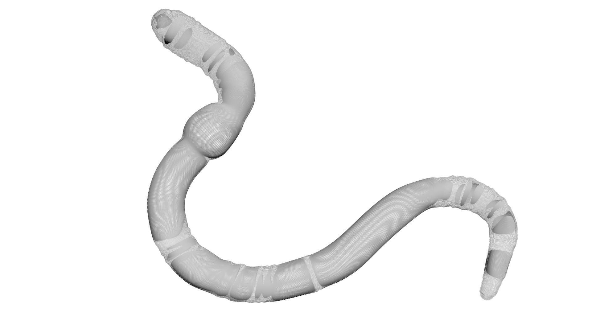 Earthworm 3D model_16