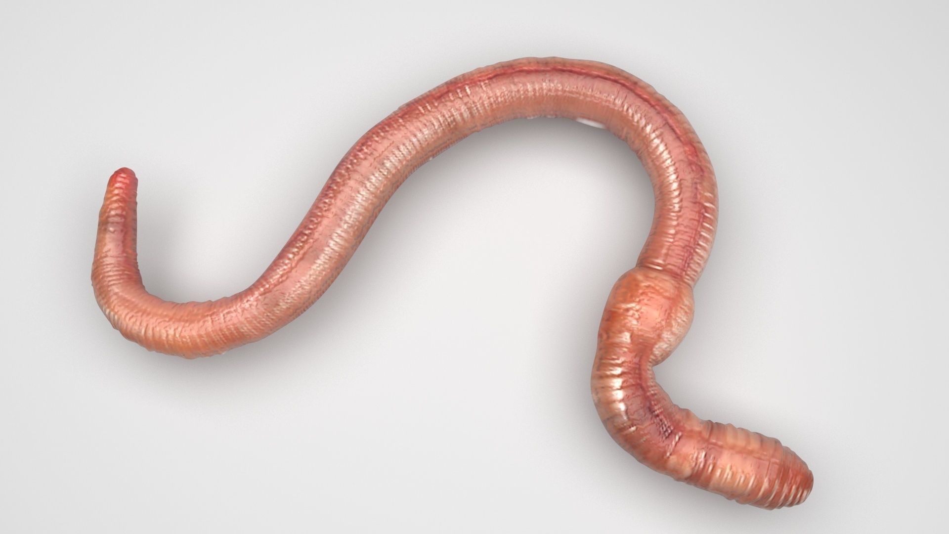 Earthworm 3D model_1