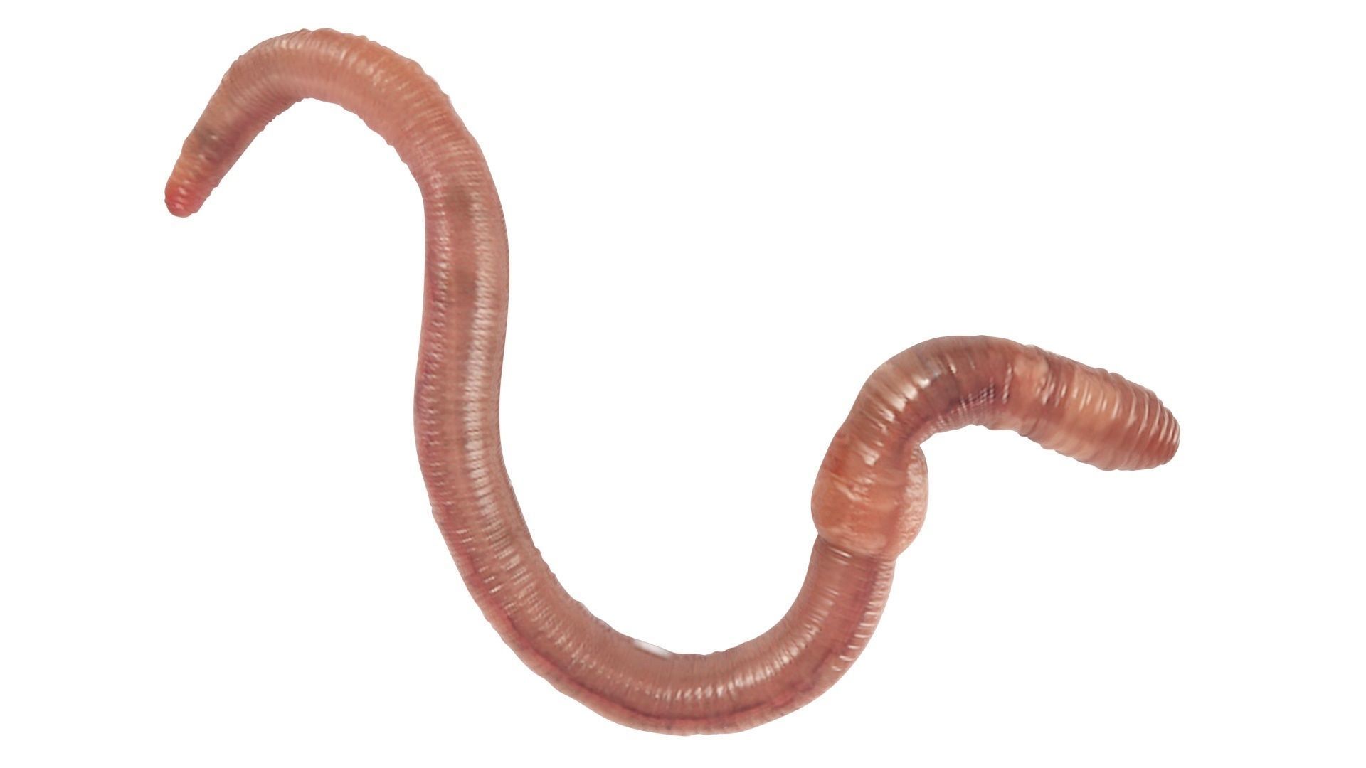 Earthworm 3D model_11