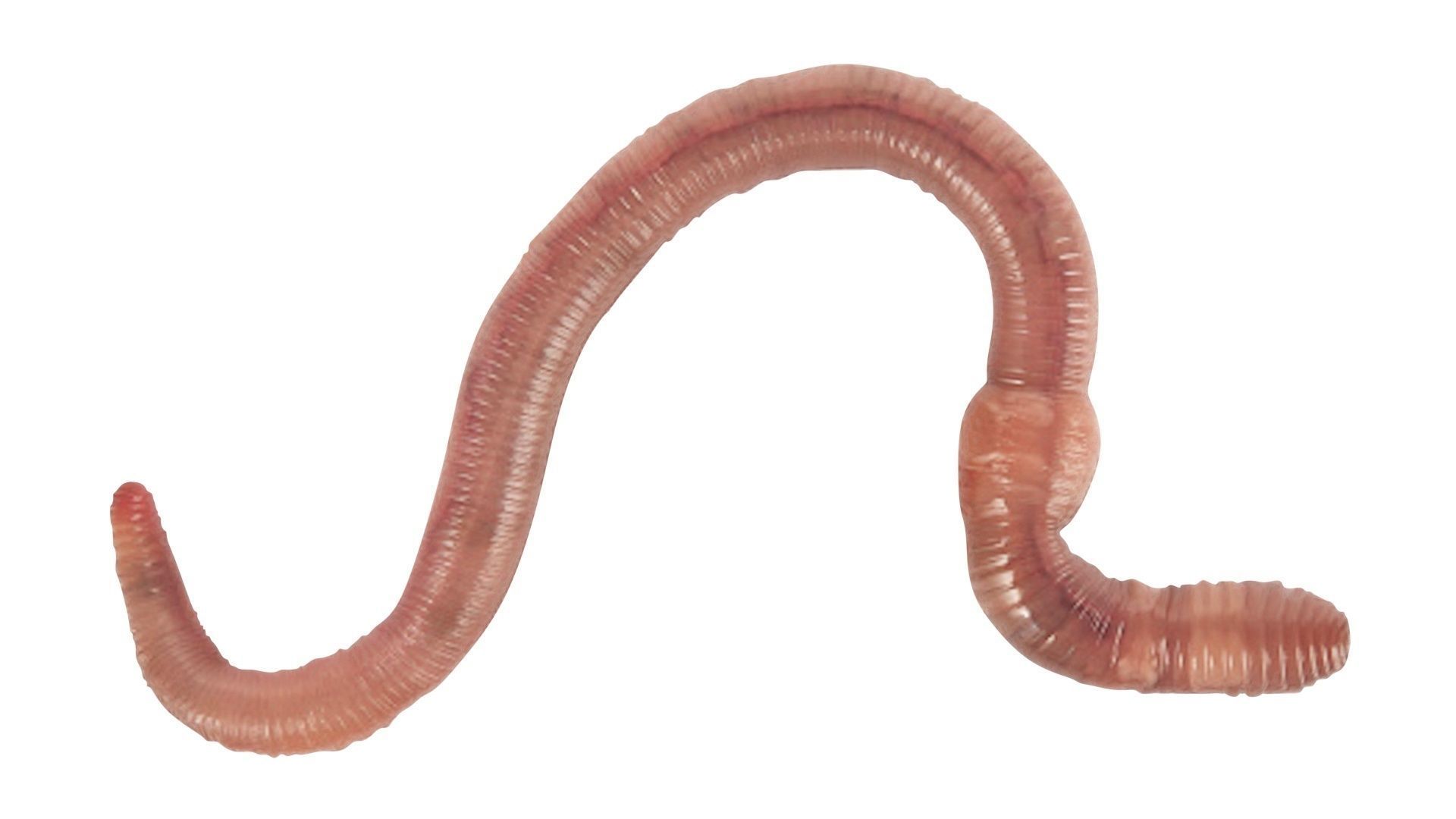 Earthworm 3D model_12