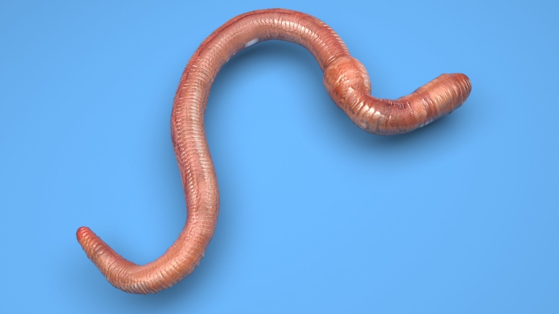Earthworm 3D model_5