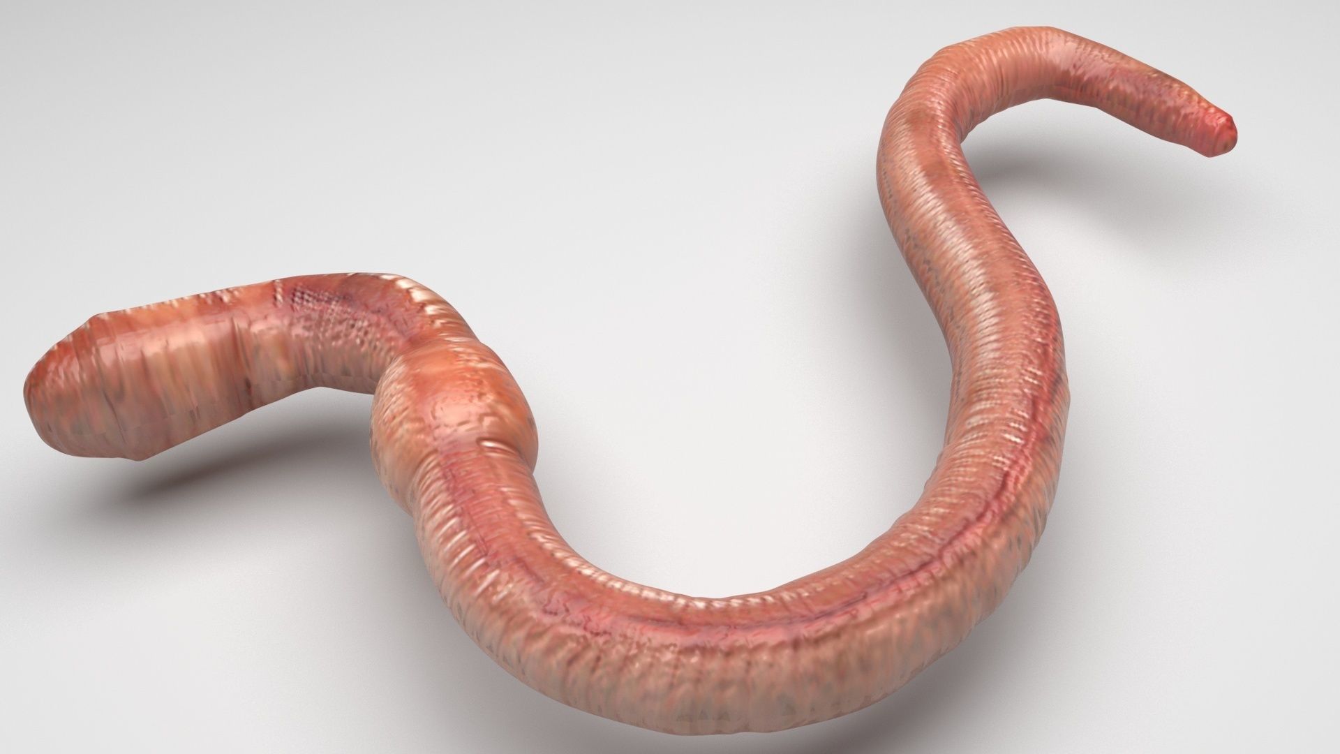 Earthworm 3D model_2