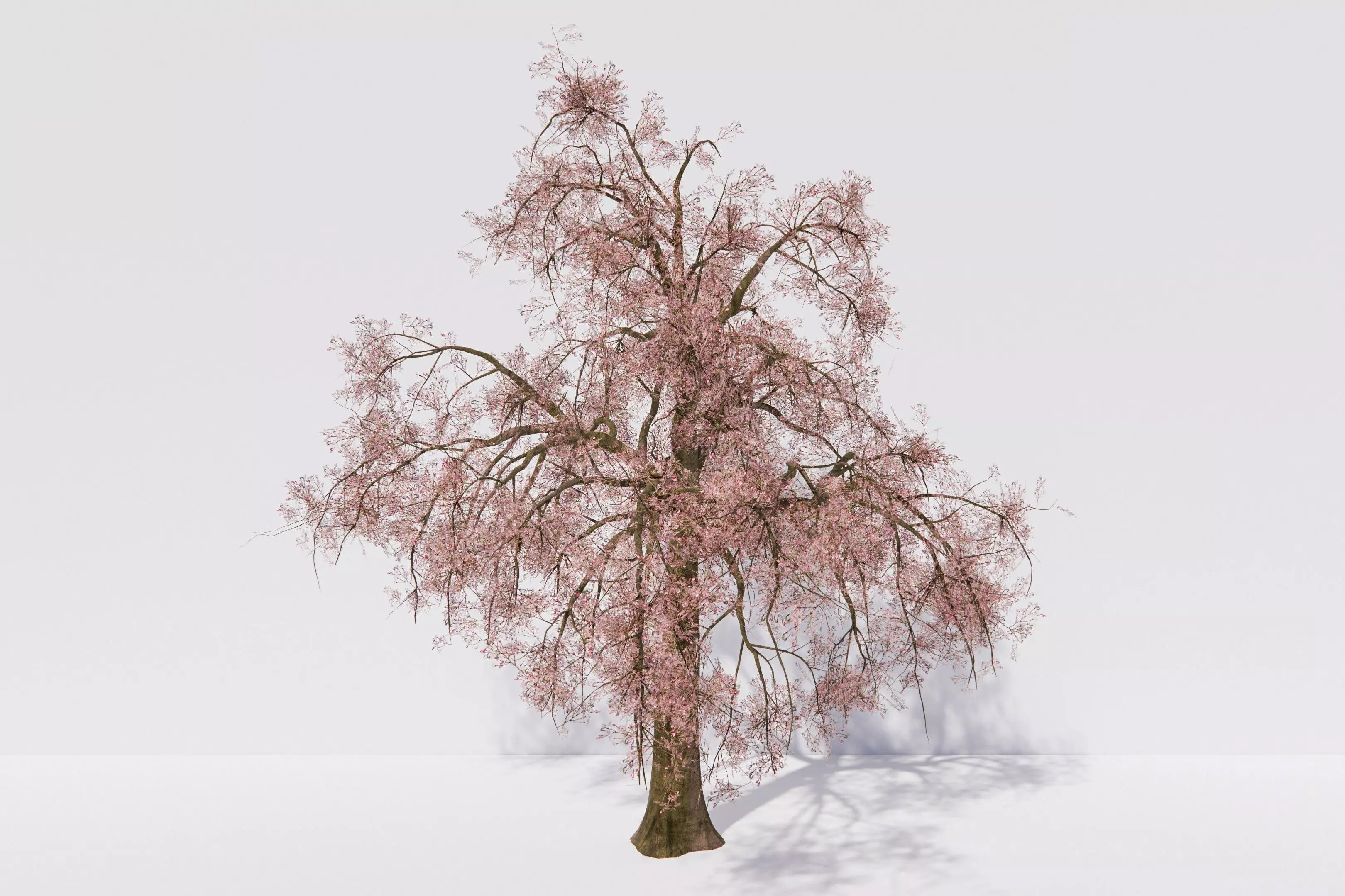 Flower-watching cherry trees plant 3D model