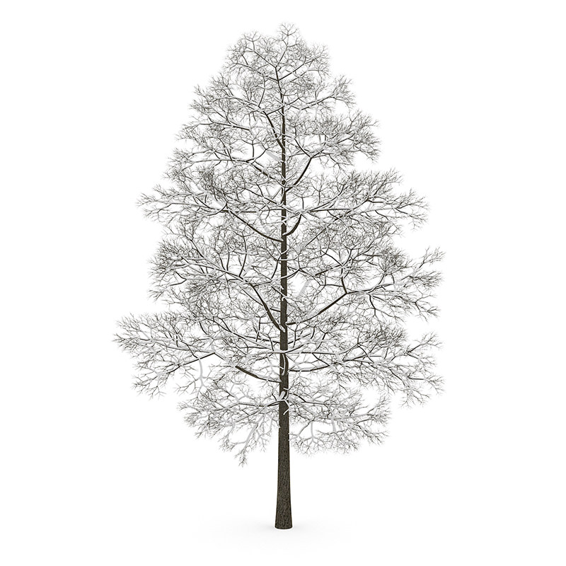 Acer Platanoides 8M winter 3D model_3