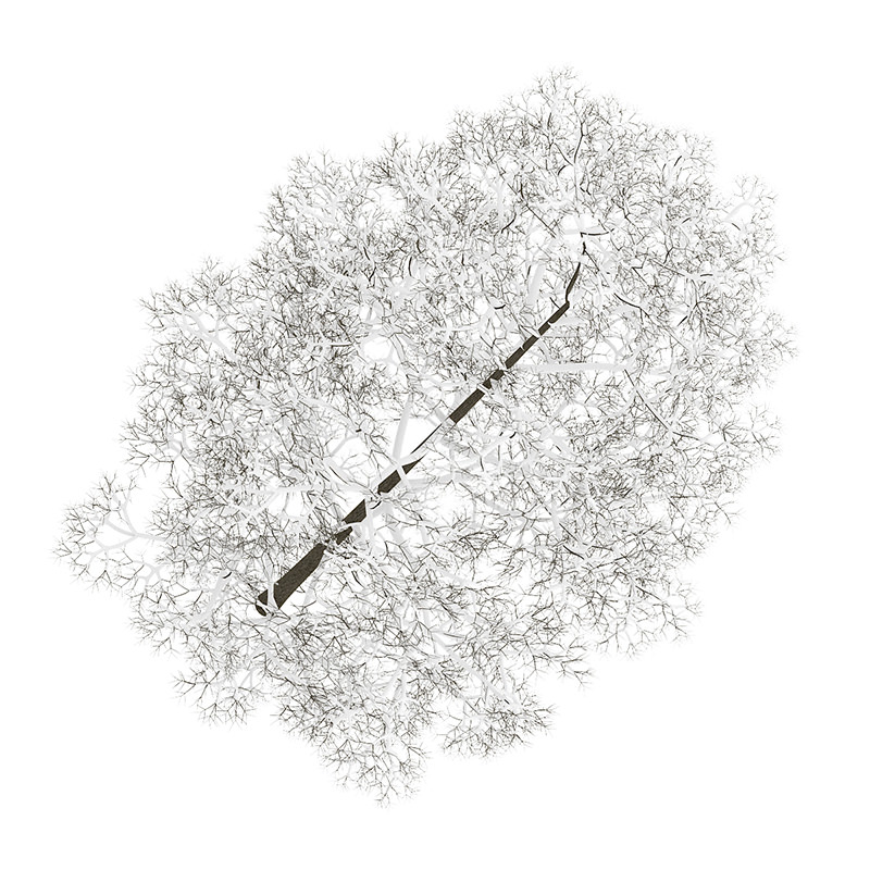 Acer Platanoides 8M winter 3D model_2