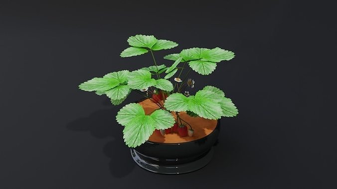 StrawberryPlant 3D model 4