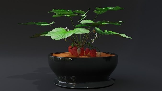 StrawberryPlant 3D model 3