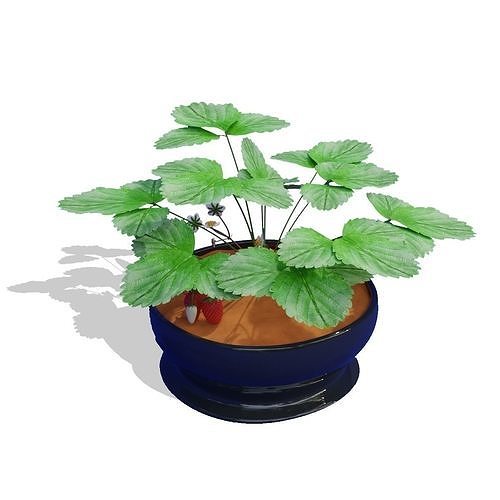 StrawberryPlant 3D model 5