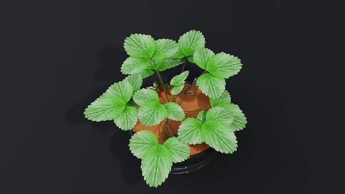 StrawberryPlant 3D model 6