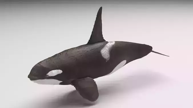 Ornicus Orca Whale 3D model