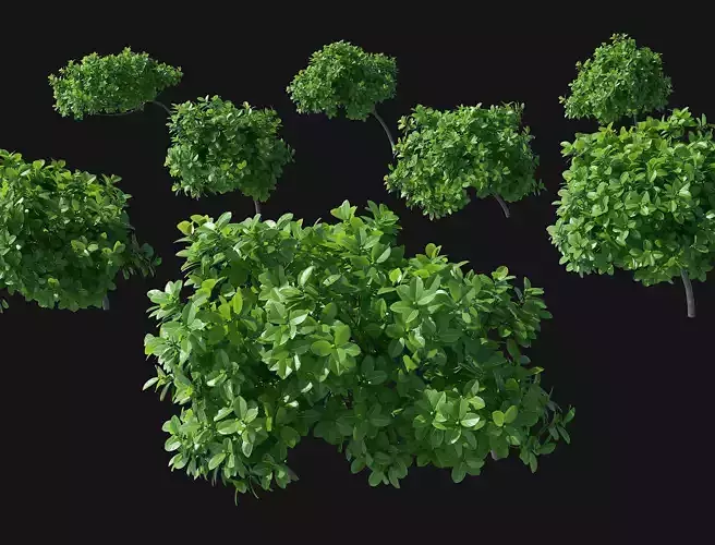 Ficus Tinctoria shrub pack 3D model