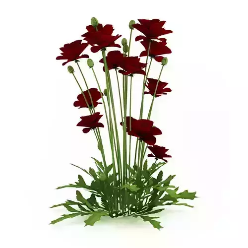 Iranian poppy 3D model