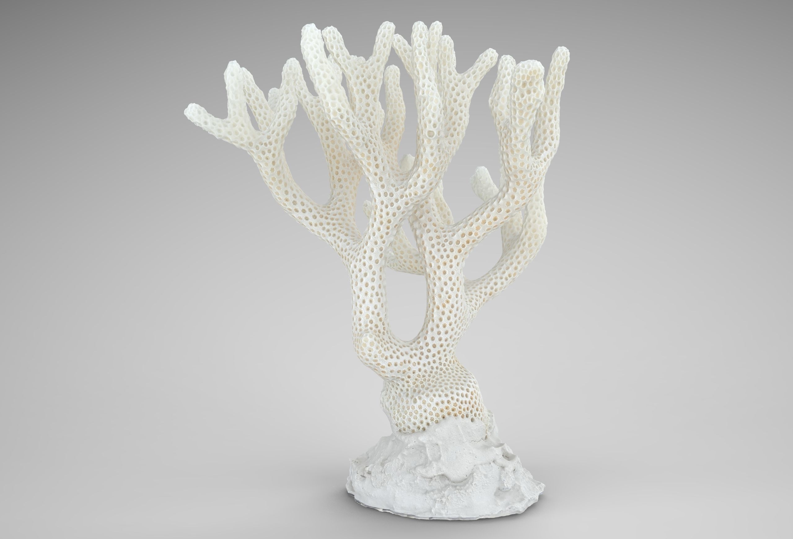Coral Low-poly 3D model_5