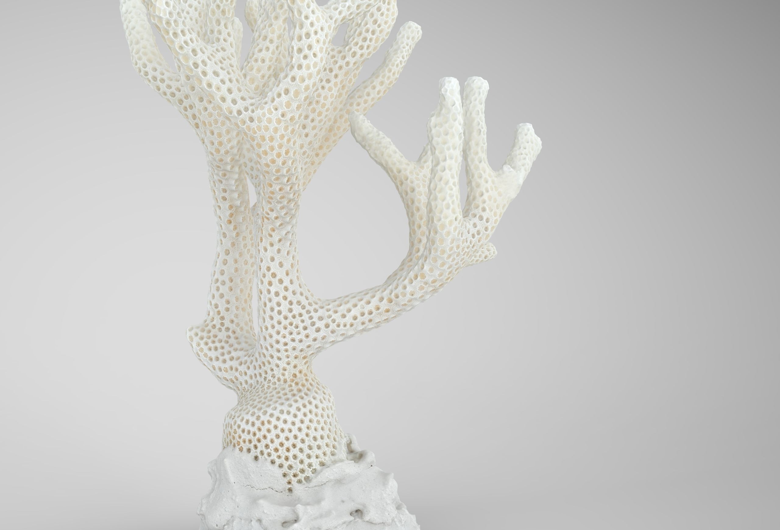 Coral Low-poly 3D model_2