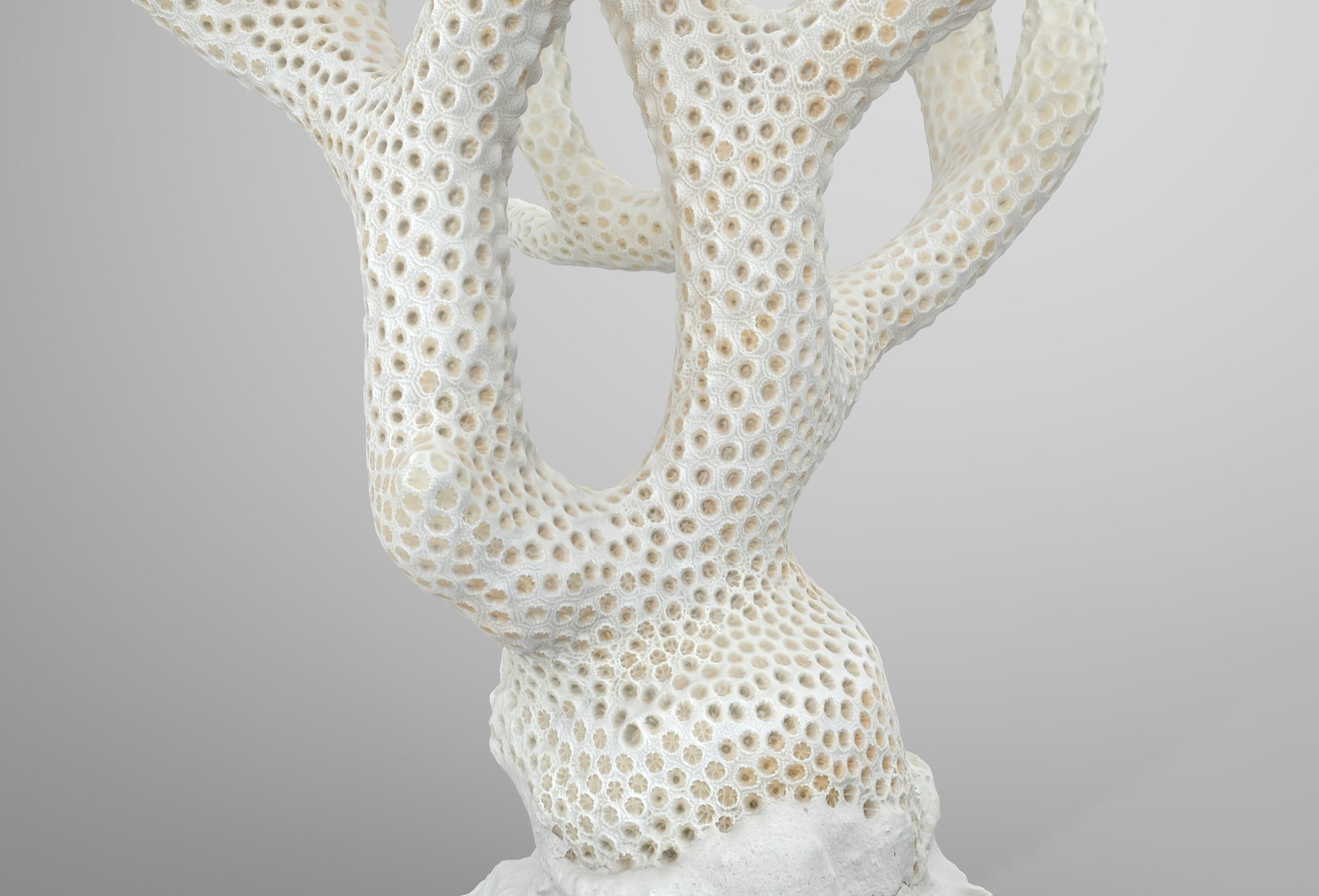 Coral Low-poly 3D model_3