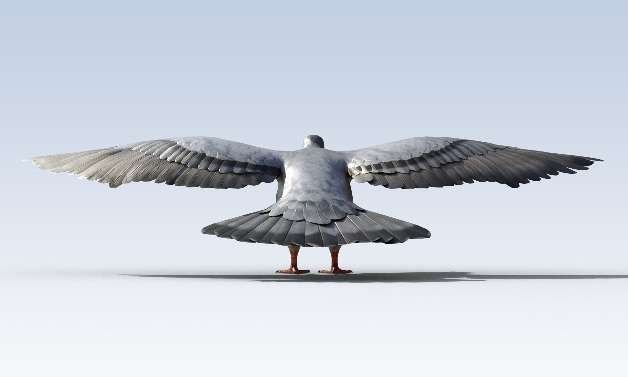 Pigeon Bird Rigged Low-poly 3D model_4