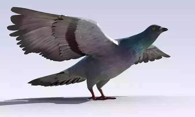 Pigeon Bird Rigged Low-poly 3D model