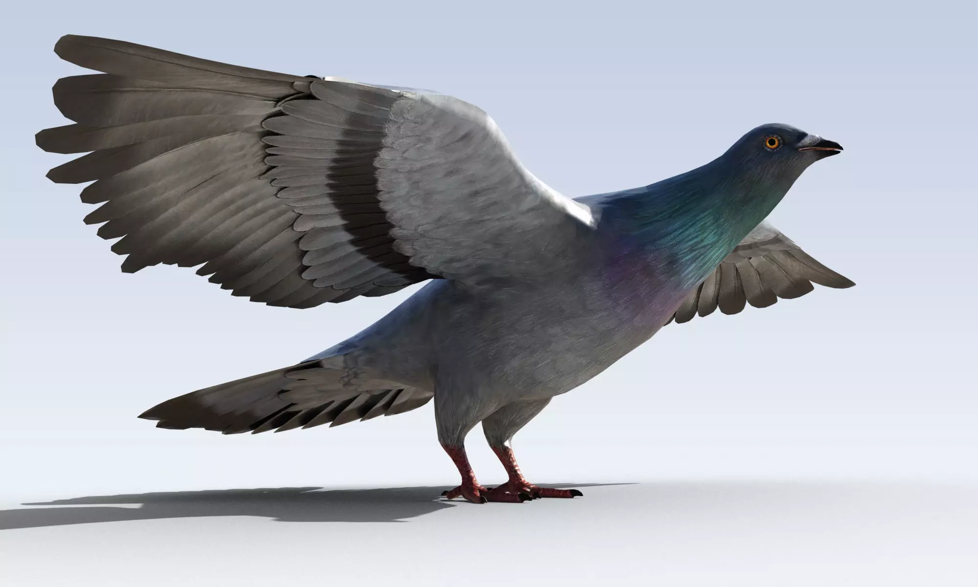 Pigeon Bird Rigged Low-poly 3D model_0
