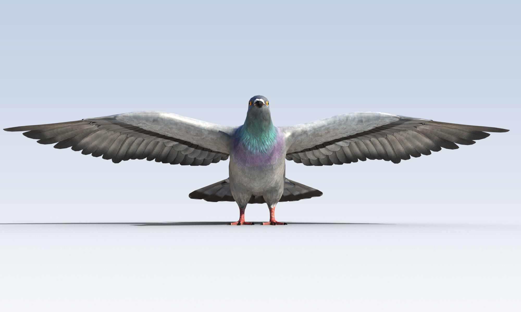 Pigeon Bird Rigged Low-poly 3D model_1