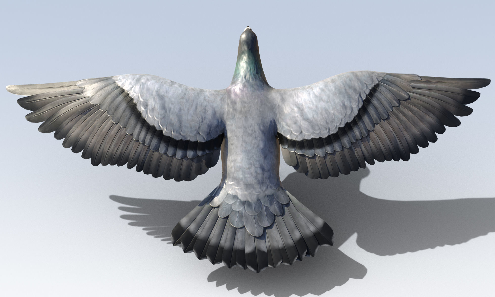 Pigeon Bird Rigged Low-poly 3D model_3