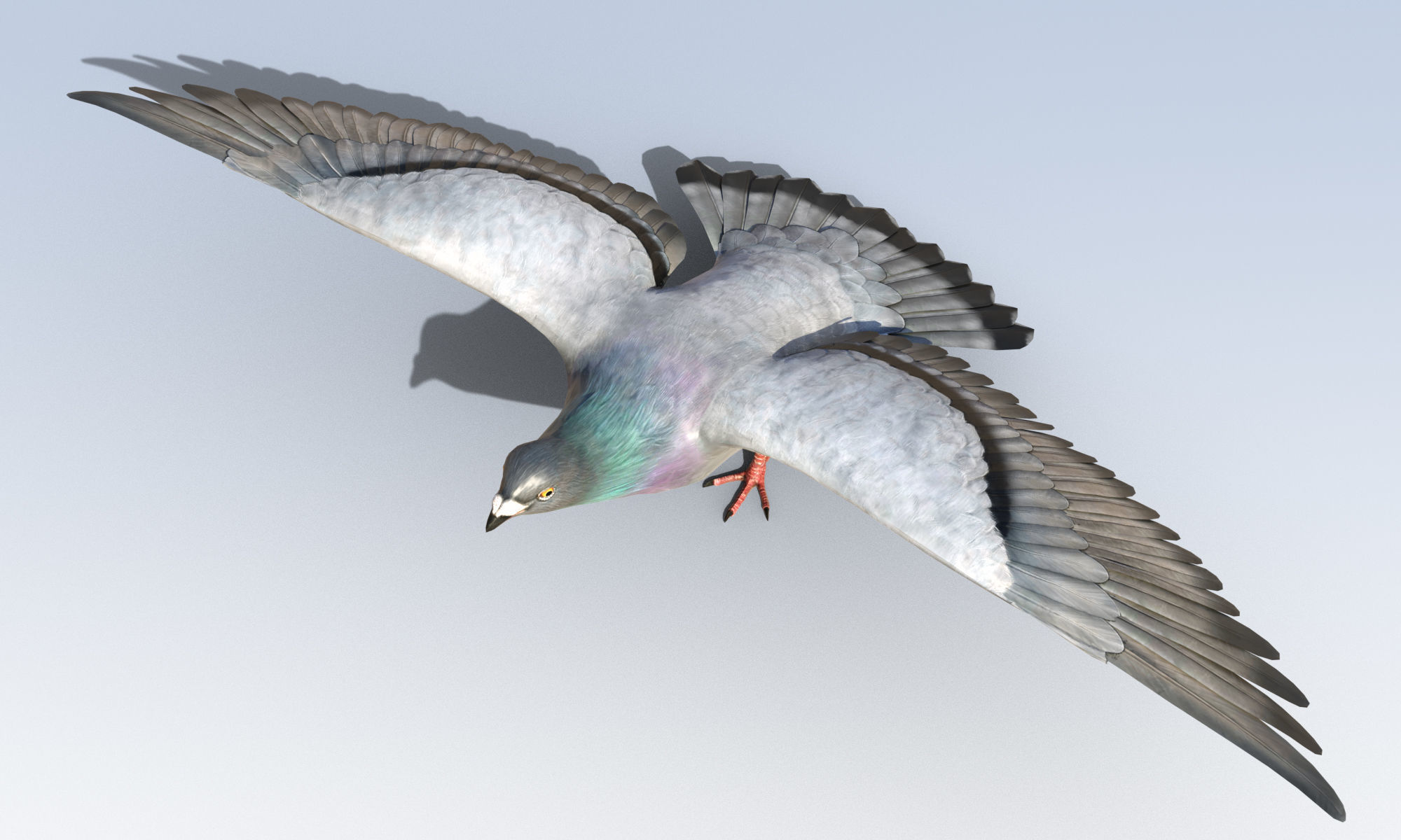 Pigeon Bird Rigged Low-poly 3D model_2