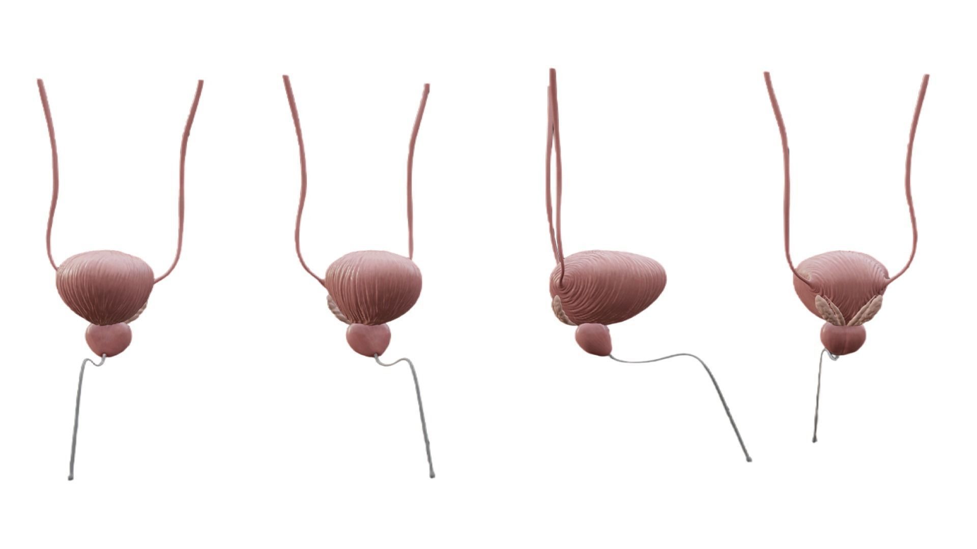 Bladder And Prostate Anatomy Low-poly 3D model_2