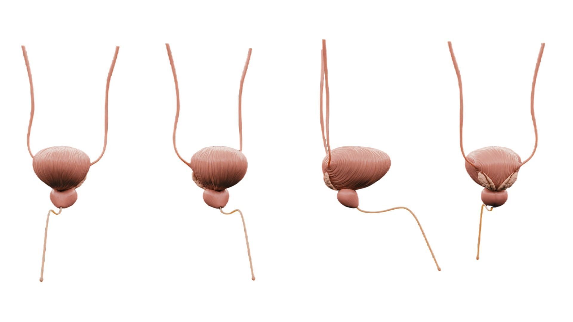 Bladder And Prostate Anatomy Low-poly 3D model_1