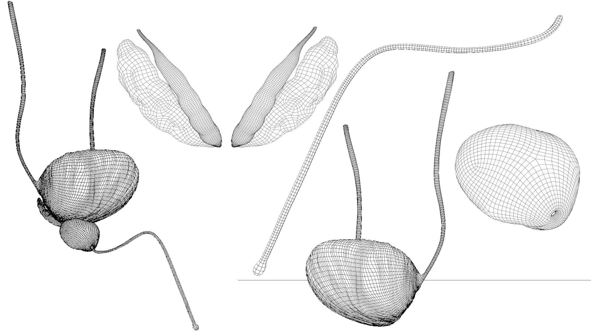 Bladder And Prostate Anatomy Low-poly 3D model_5
