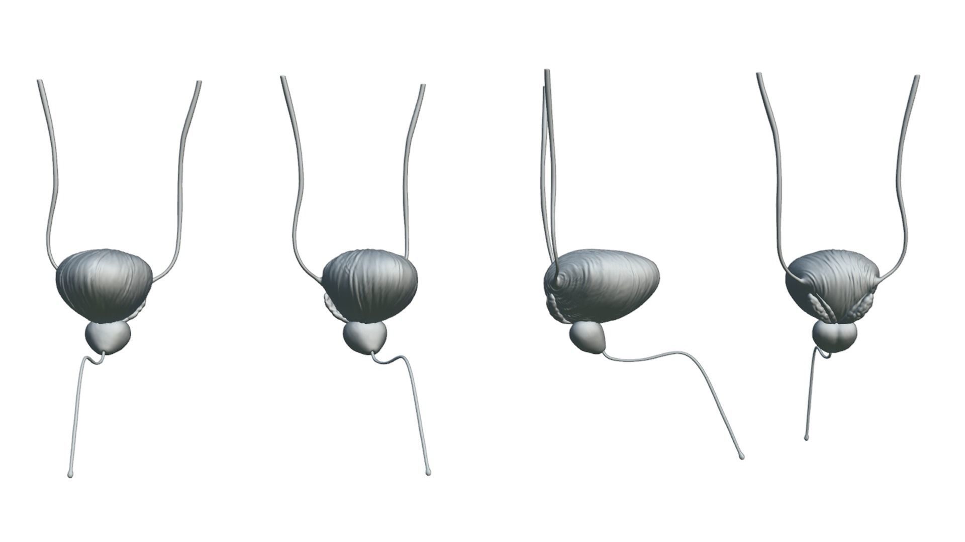 Bladder And Prostate Anatomy Low-poly 3D model_6