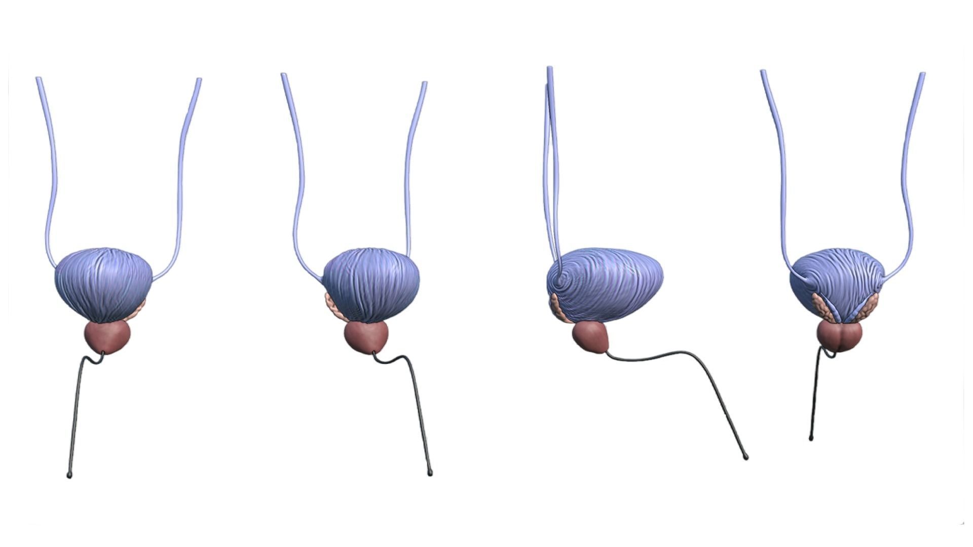 Bladder And Prostate Anatomy Low-poly 3D model_8