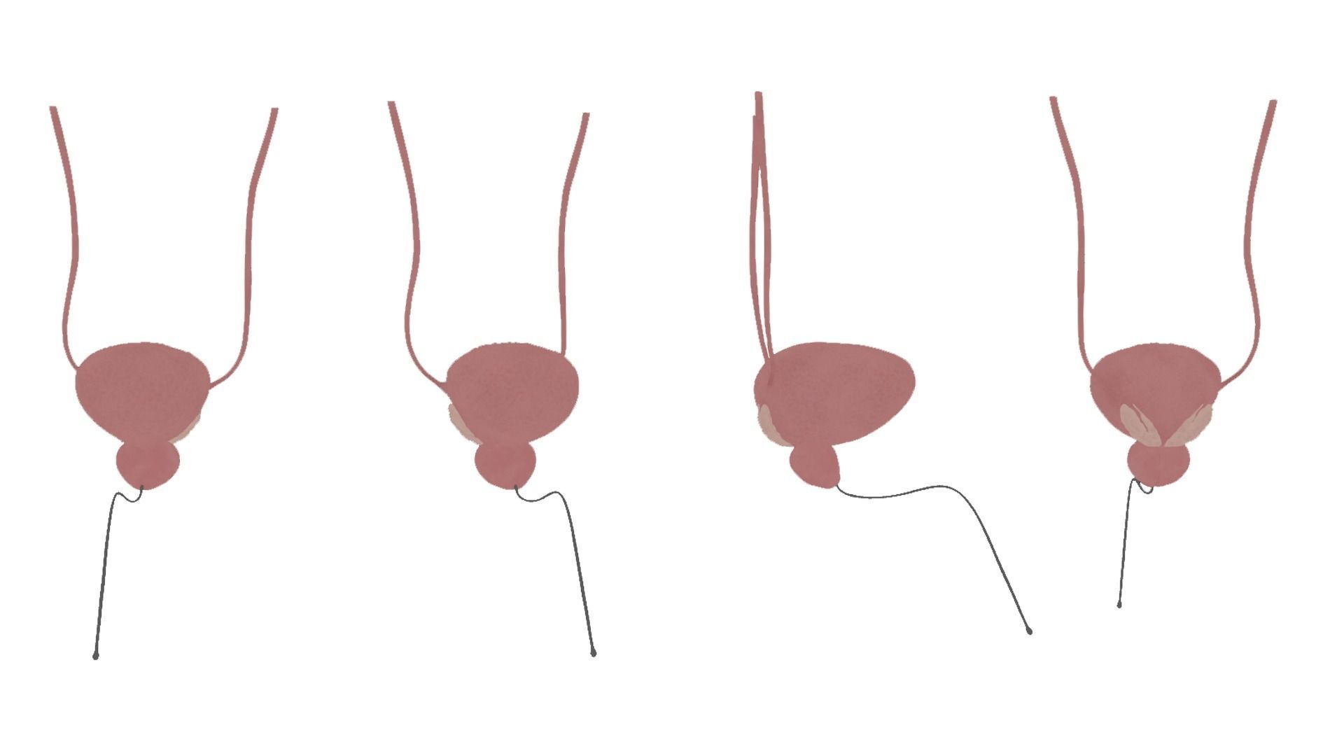 Bladder And Prostate Anatomy Low-poly 3D model_7