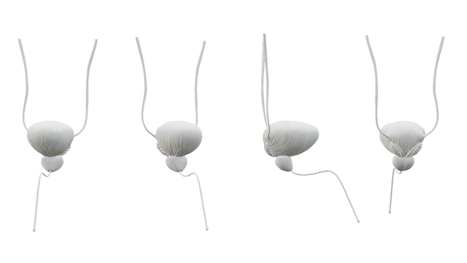 Bladder And Prostate Anatomy Low-poly 3D model_4