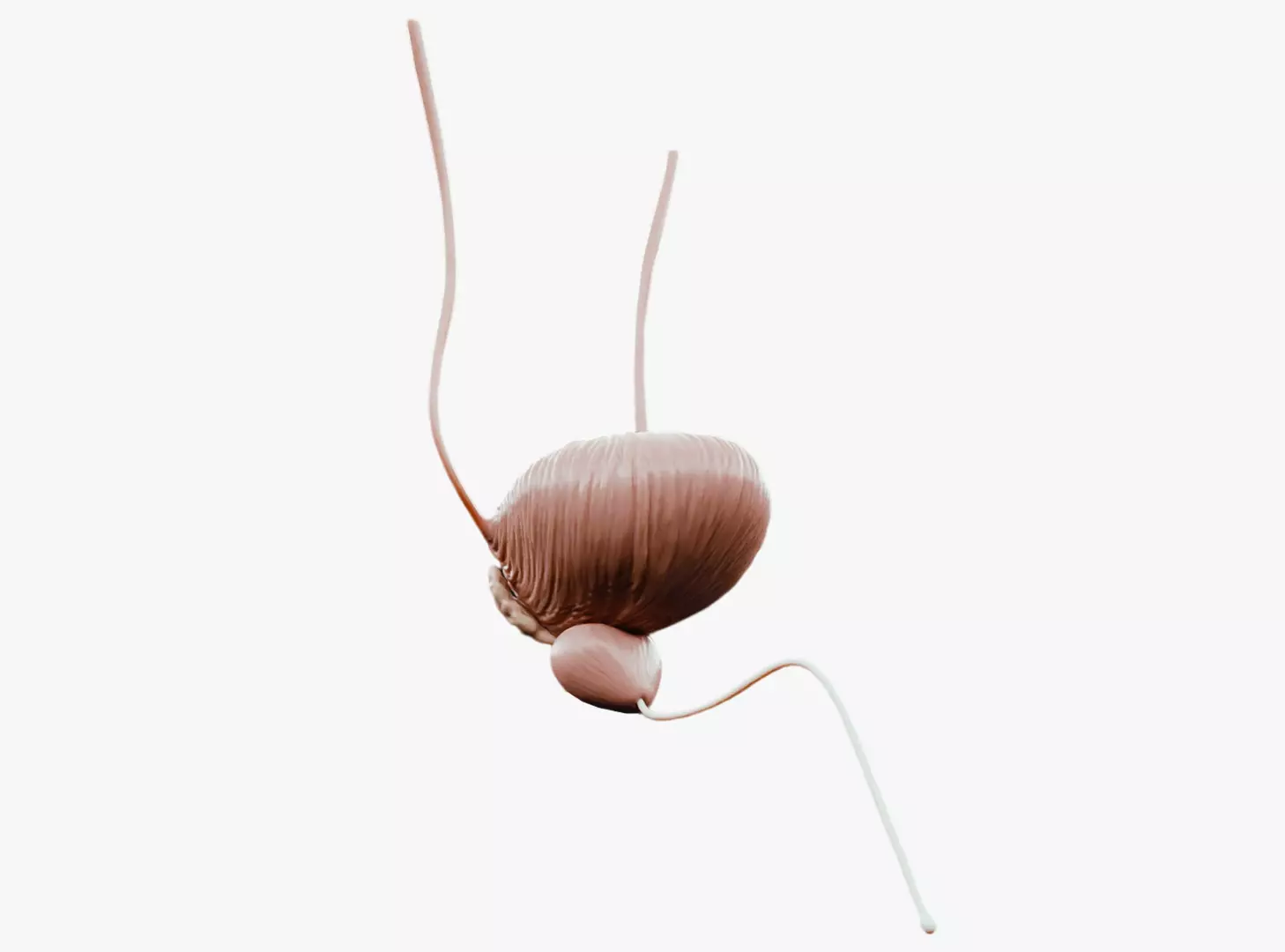 Bladder And Prostate Anatomy Low-poly 3D model_0