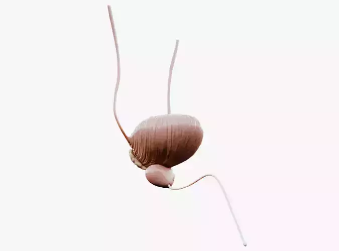 Bladder And Prostate Anatomy Low-poly 3D model