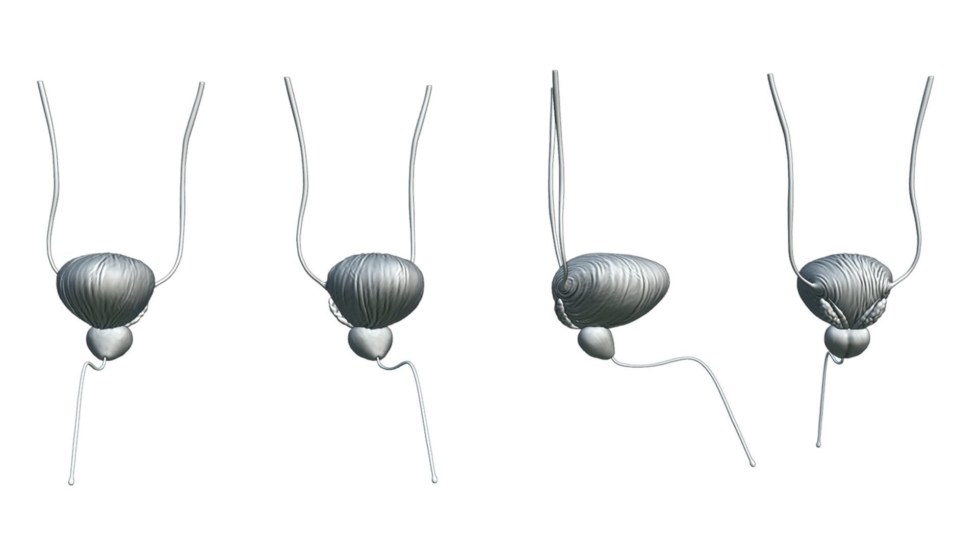 Bladder And Prostate Anatomy Low-poly 3D model_3