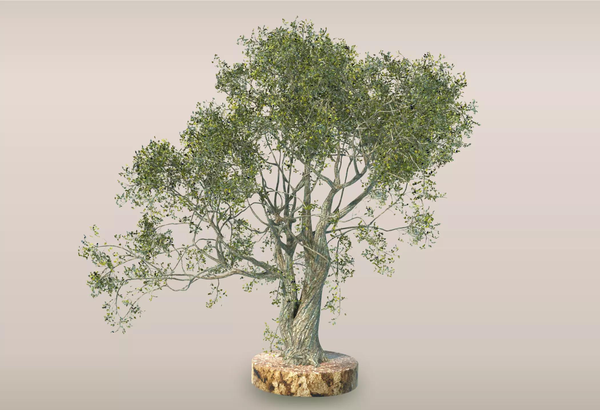 Tree - 5 Free 3D model