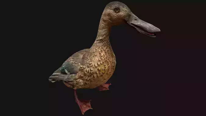 Duck Wild Bird