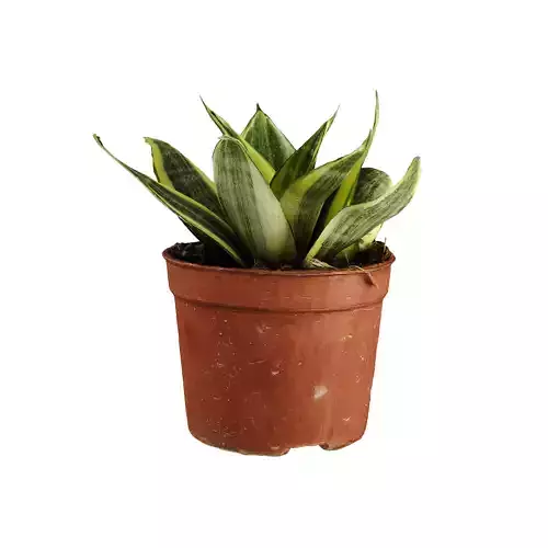 Snake Plant - Twisted Sister 3D model