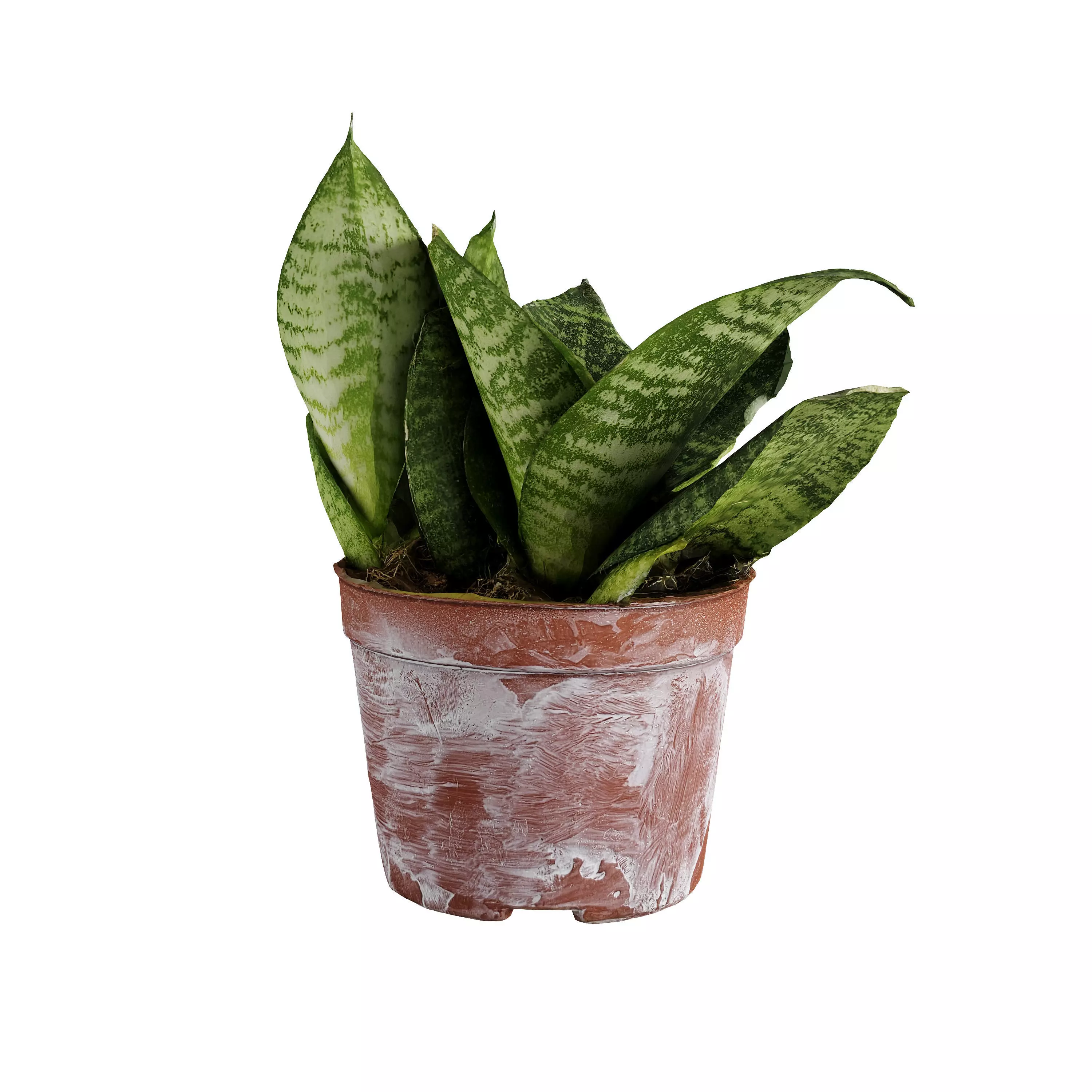 Bird Nest Snake Plant - Sansevieria 3D model