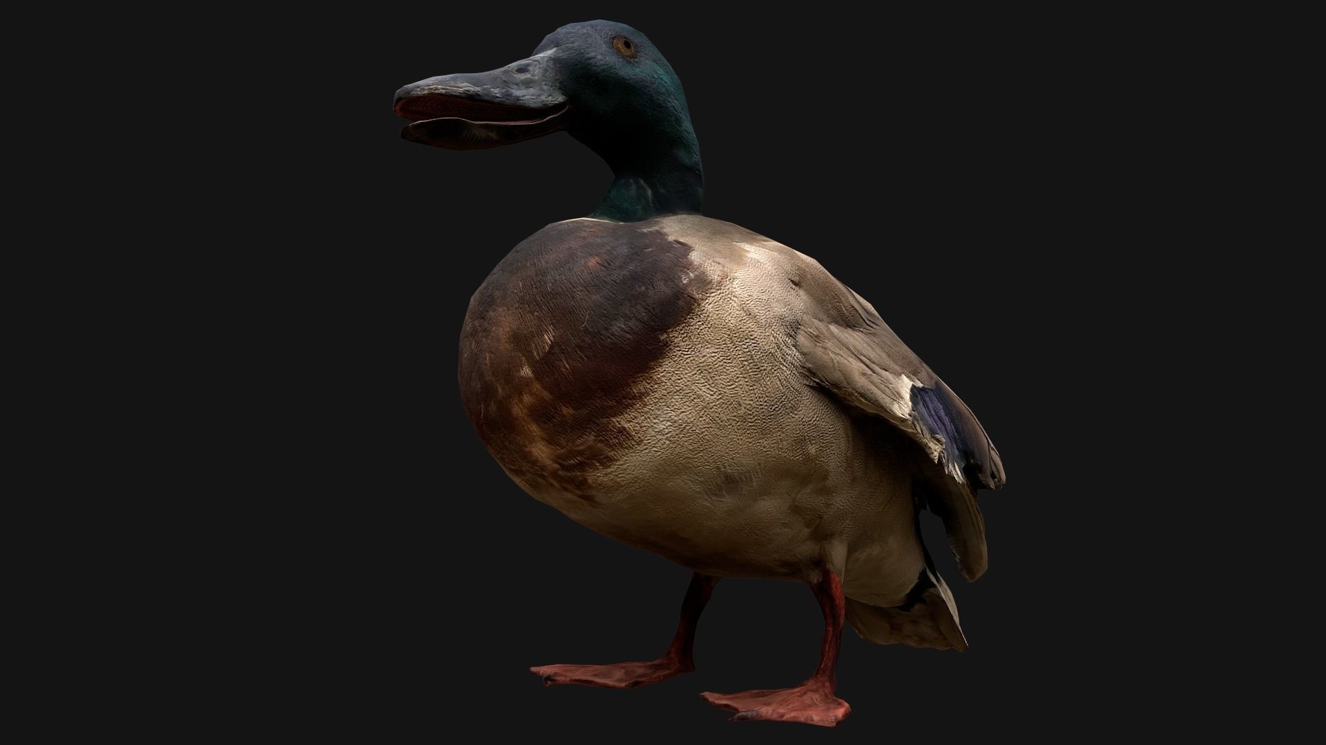 Mallard Duck Bird Low-poly 3D model_4