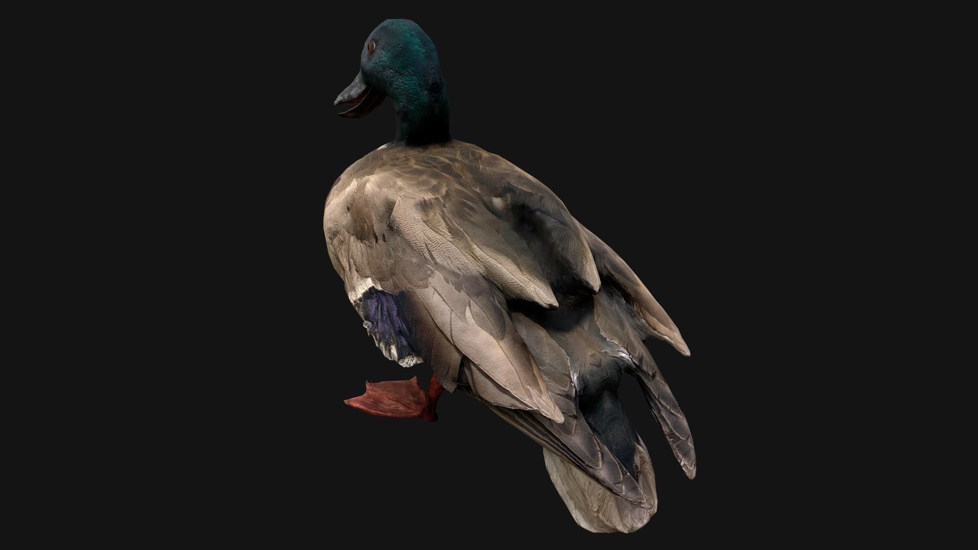 Mallard Duck Bird Low-poly 3D model_12