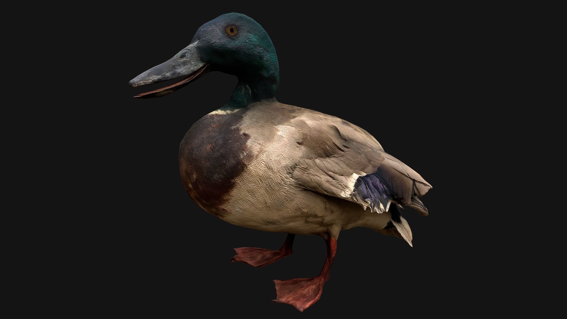Mallard Duck Bird Low-poly 3D model_15