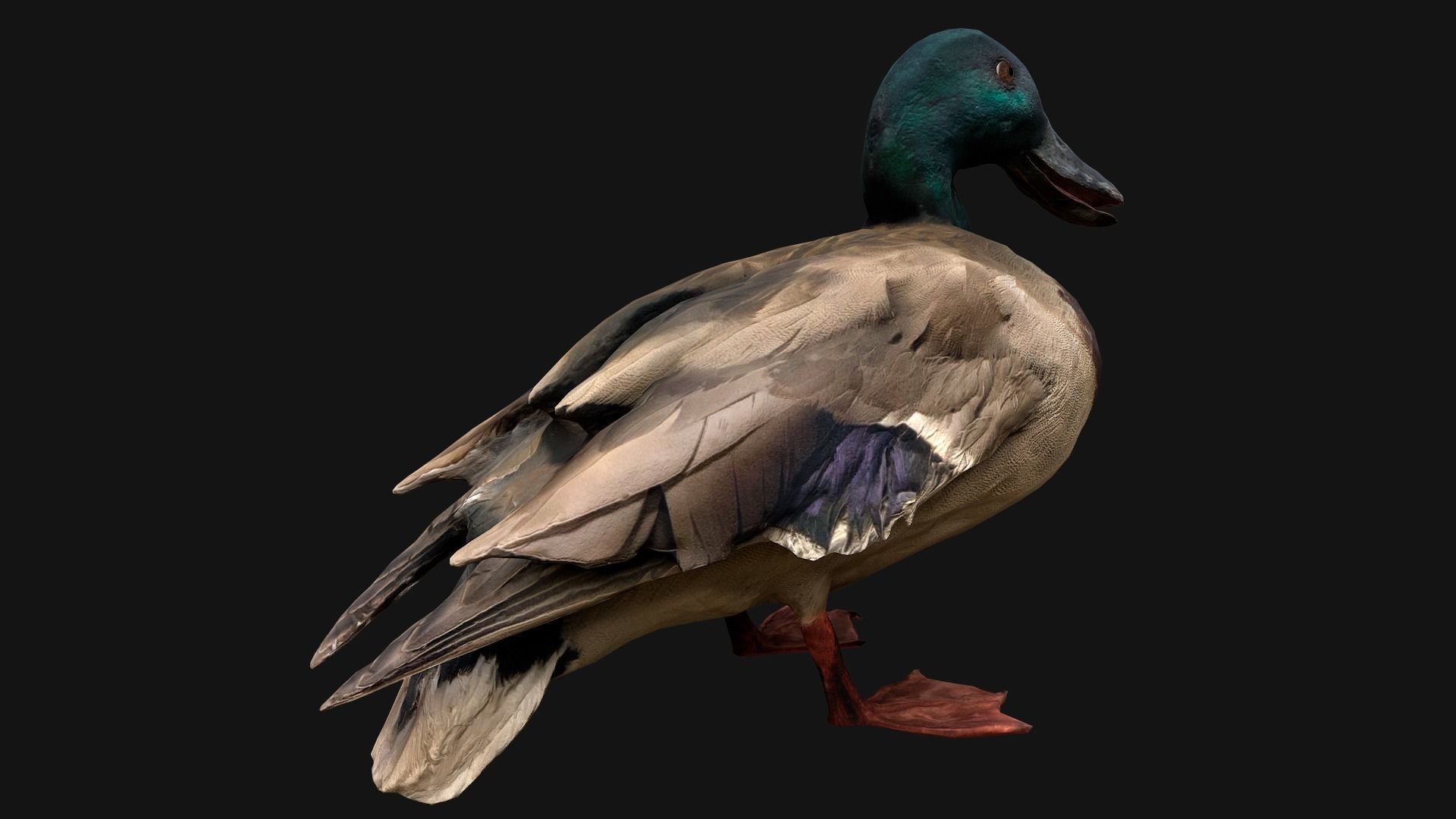 Mallard Duck Bird Low-poly 3D model_8