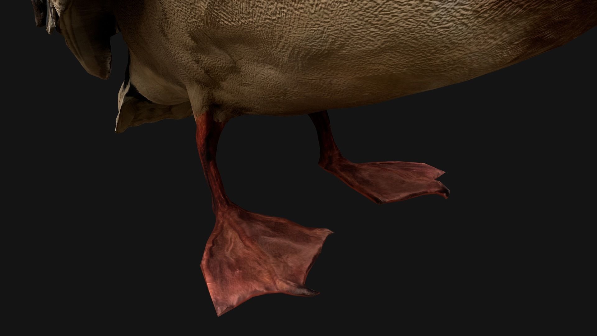 Mallard Duck Bird Low-poly 3D model_18