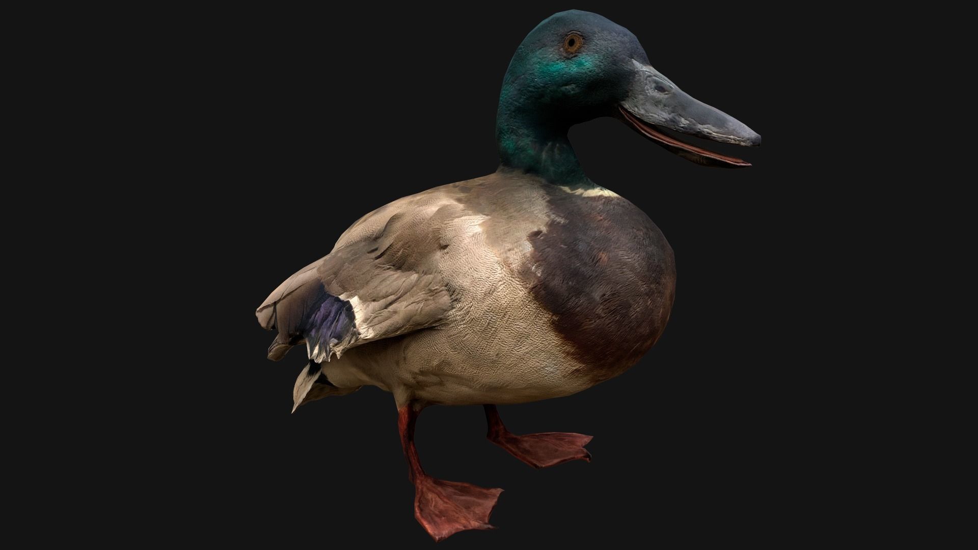 Mallard Duck Bird Low-poly 3D model_6