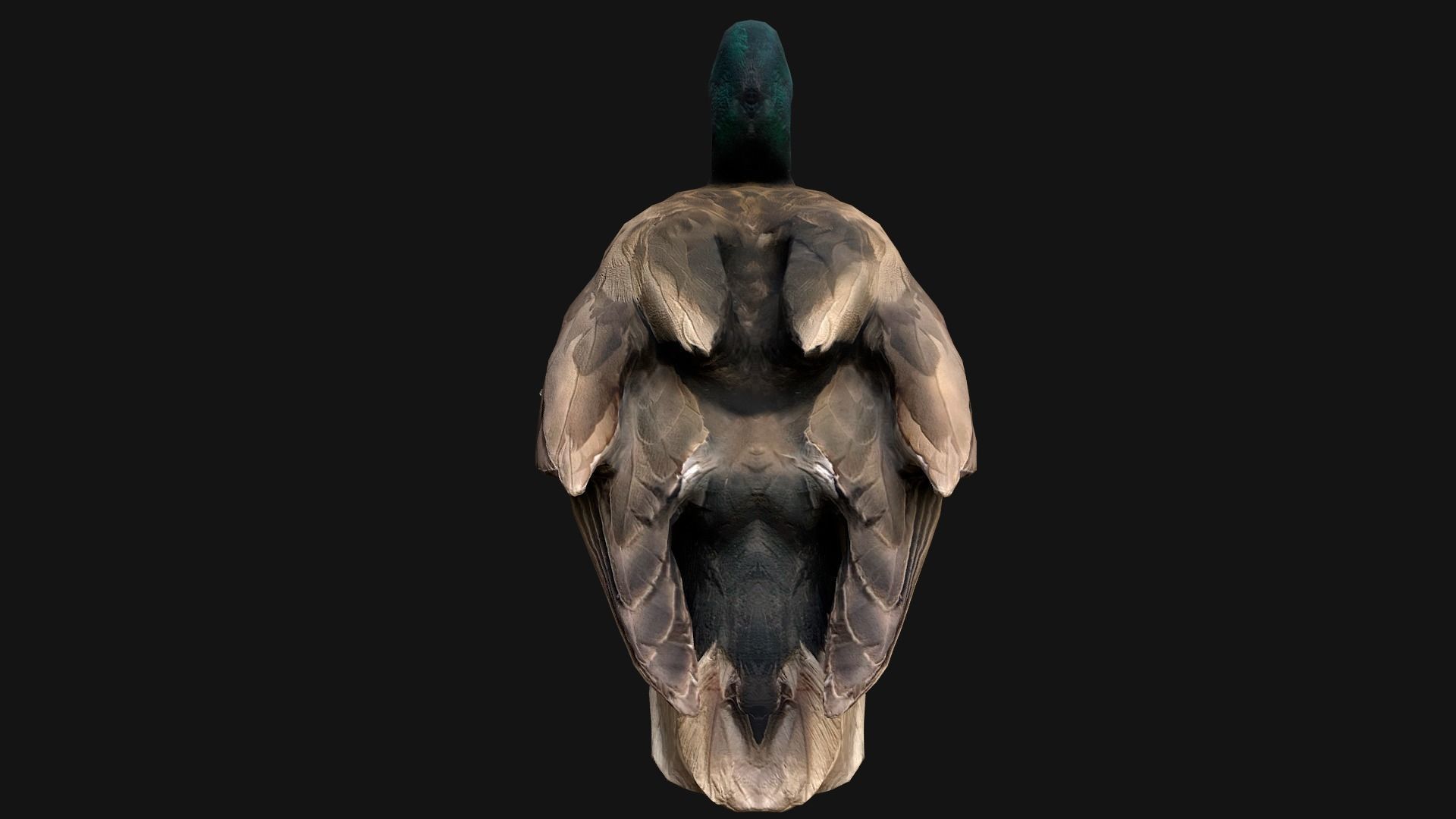 Mallard Duck Bird Low-poly 3D model_10