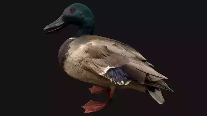 Mallard Duck Bird Low-poly 3D model